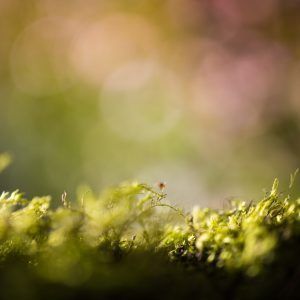 pexels-fabien-burgue-2029968